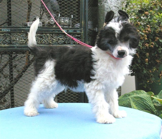 Magic Touch von Shinbashi