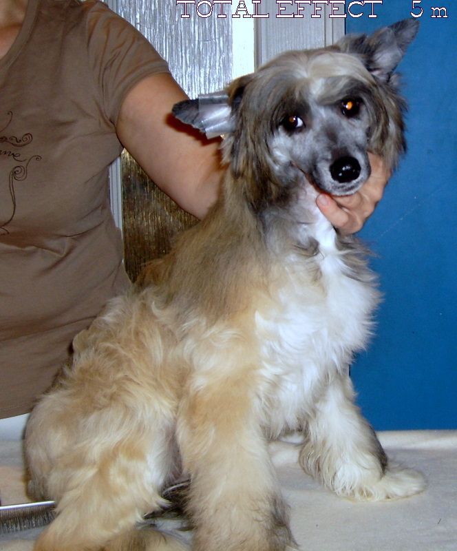 Barbacoma (fci)Total Effect