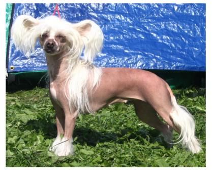 Hebblas Thickset Girl