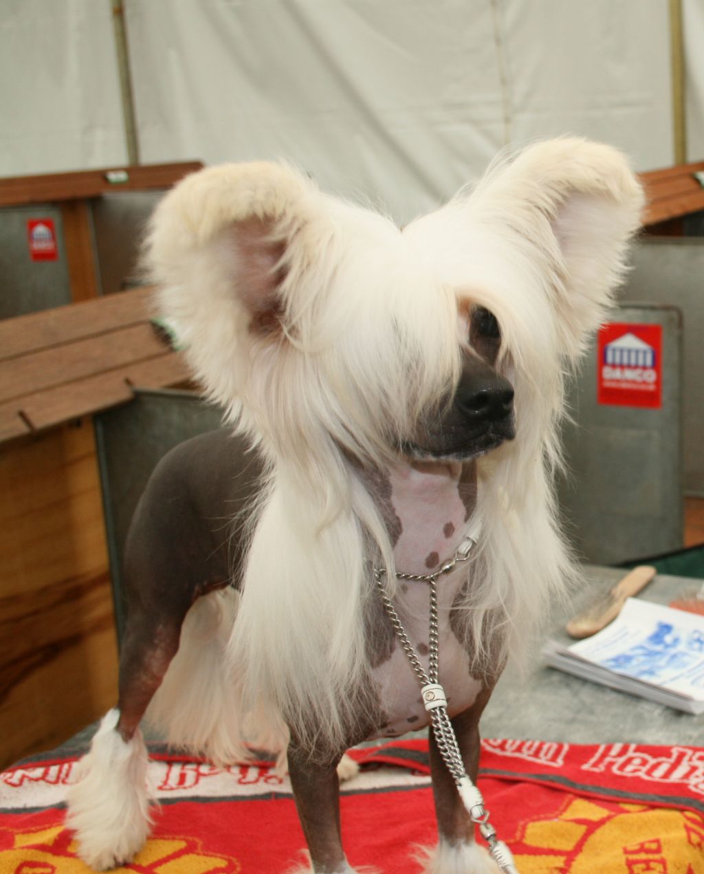 Habiba Put The Man In Romance