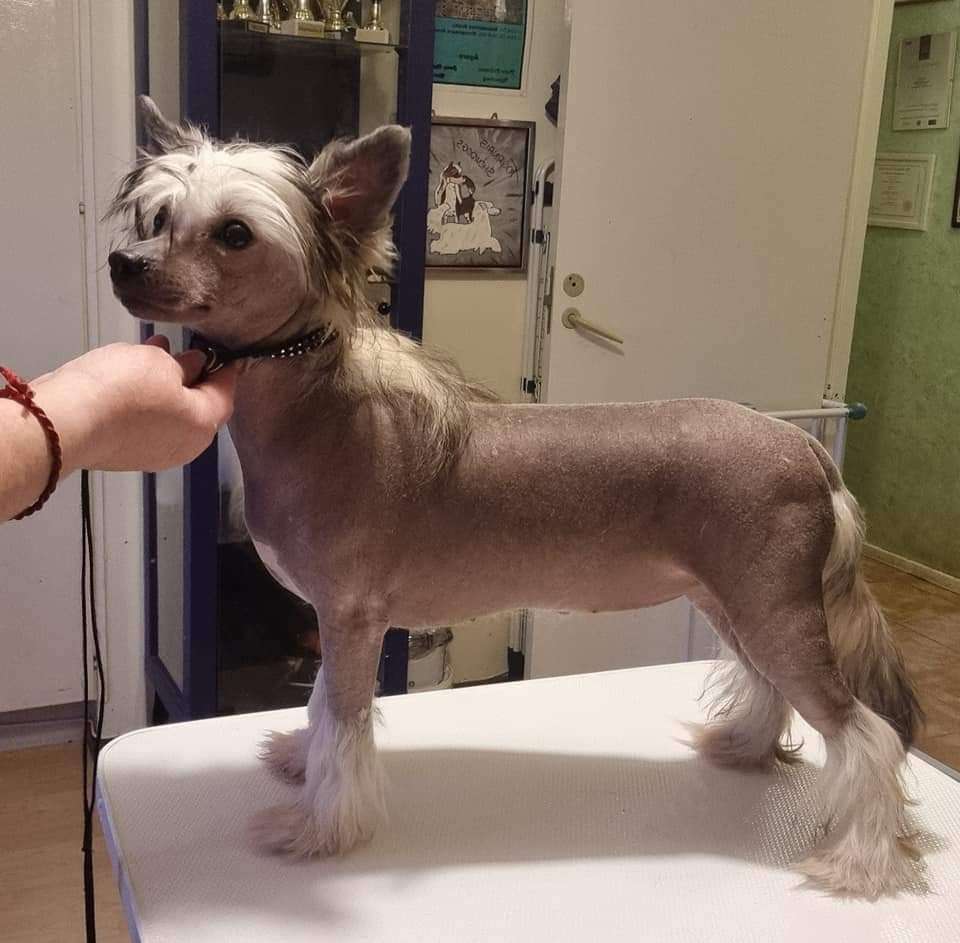 Tournais Mouse In The House