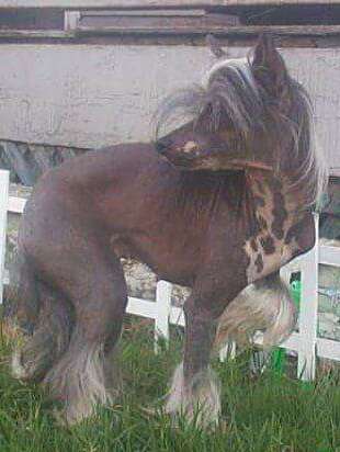 Unidog's Pucci D'Dragon