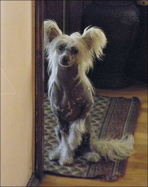 PARYS Z Lowickiego Ksiestwa