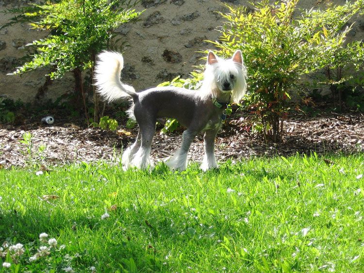 Romantic Fairy Tale  Foreman Fisher