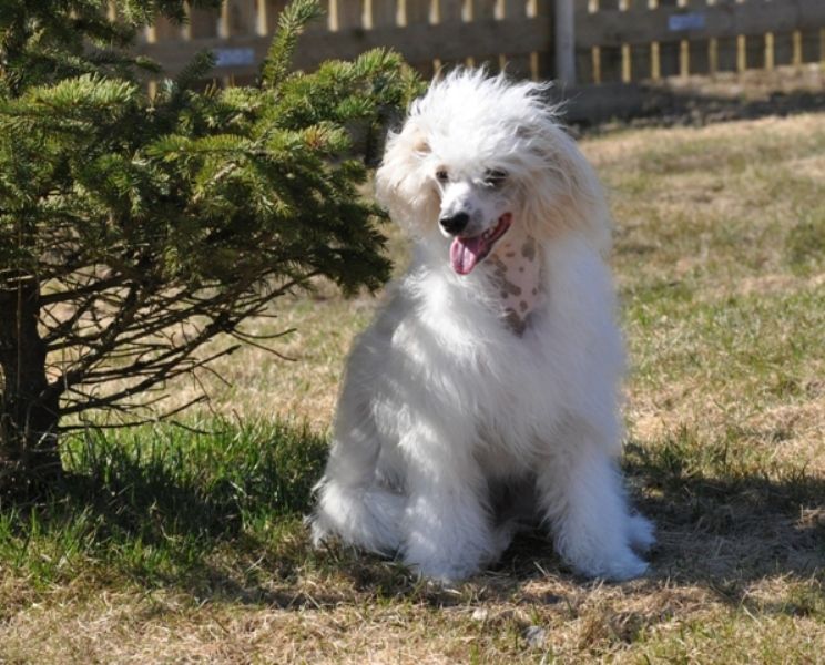 Joyway's You're The Man