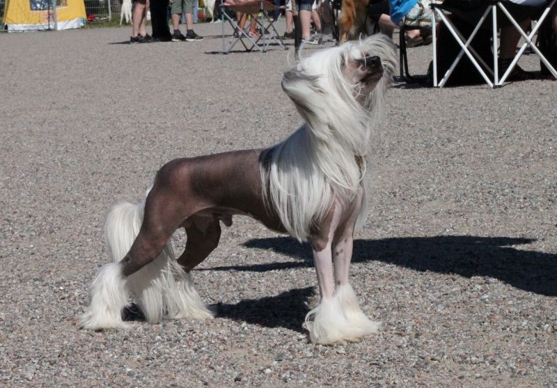 Joyway's Touch The Sky