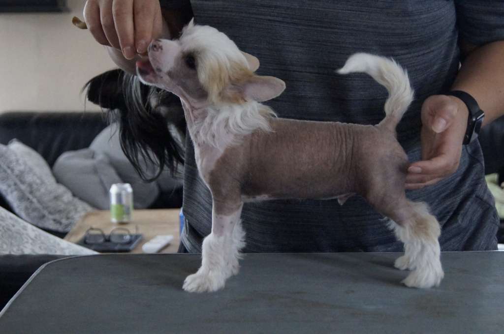 Hottie Tots Great Allusive Expectations