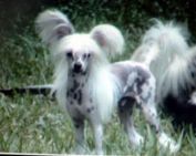 Shambhala's Little Foxli