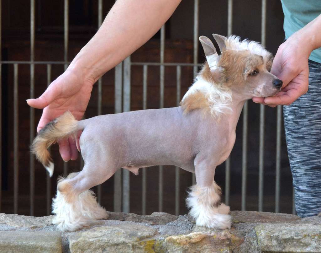 Draco z Kamilova dvora