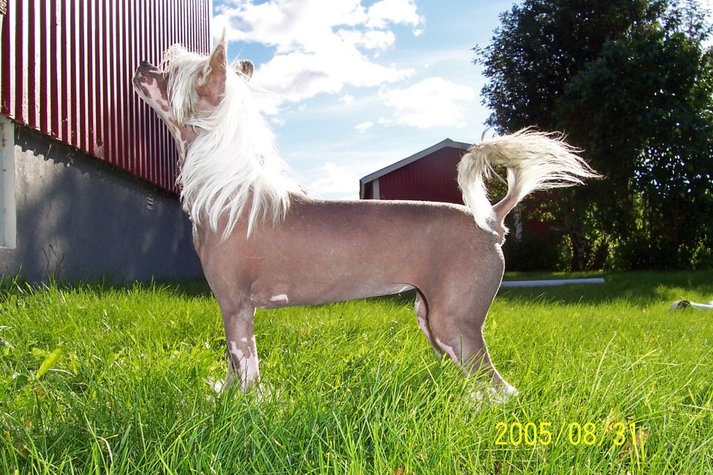 Willow Star's HeartBeat