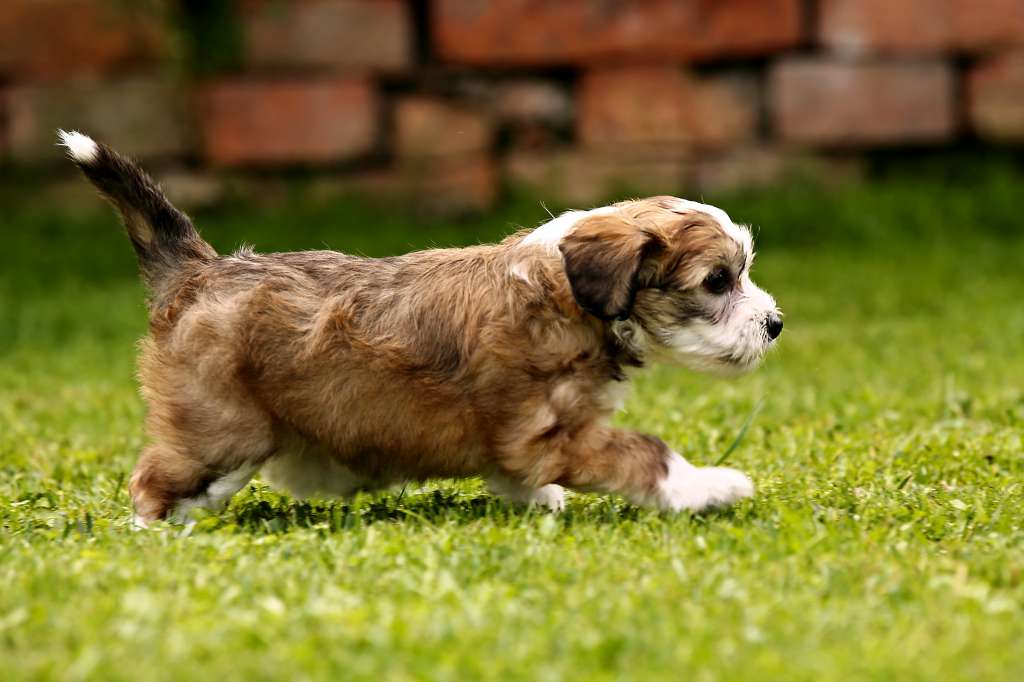 Family Song's Adelle