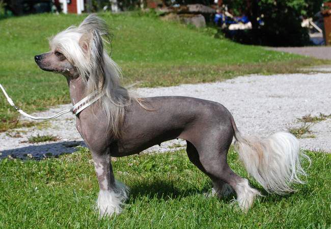 Denize'z Gizmo'z Qiwi