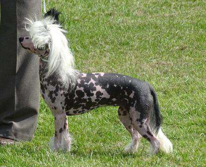 Scherzando Octopussy