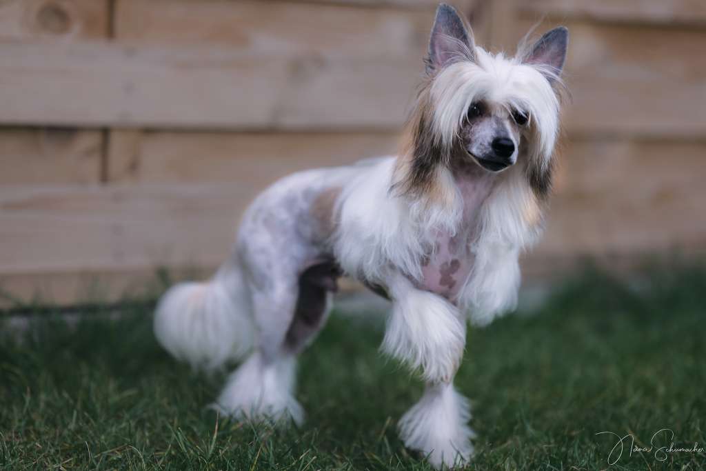 Björn Eisenseite from Vikings Castle