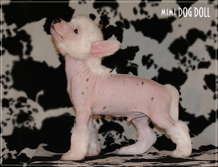 Mimi Dog Doll Crazy Pineapple For Gaitana