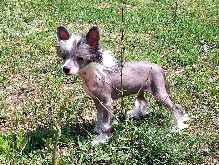 Vidorous of this World Diamant Lugani