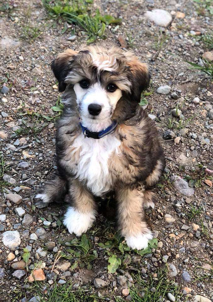 Artic Flyer's Undercover Lover