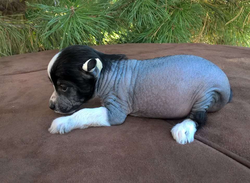 Teddy Mysterious iz Clana Timurlana