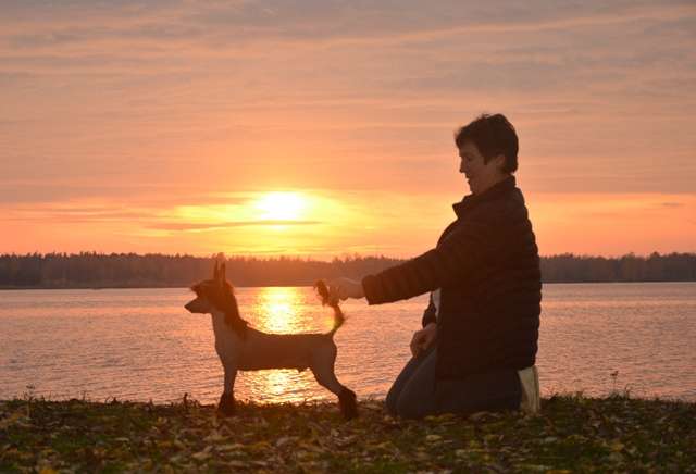 Golden Diamond Cresteds Steel Dust