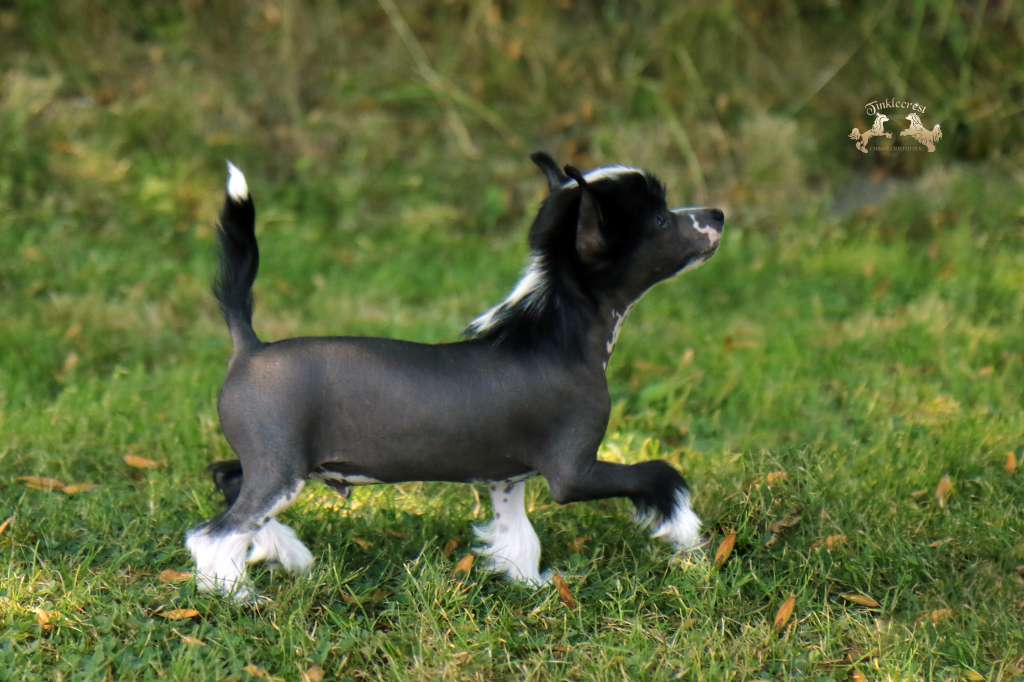 Tinklecrest Firecracker