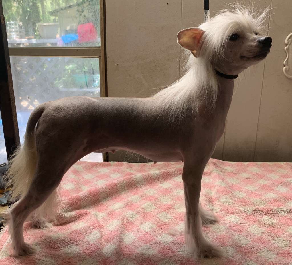 Brigadunes Im A Punk