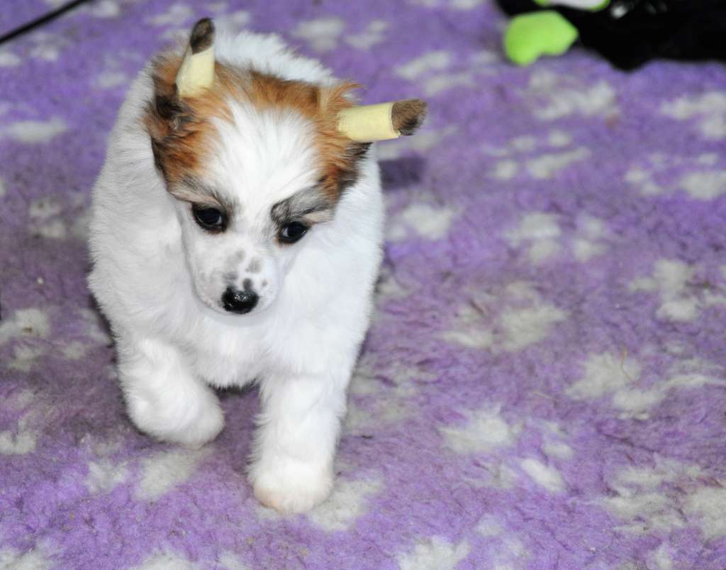 Jungla de Cristal Winning Smile