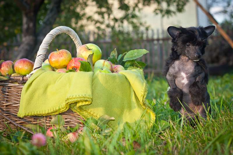 Status Imperial Miracle Black Diamond