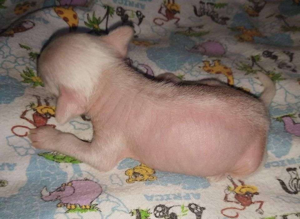 Family Mar'S Yarkiy Brilliant