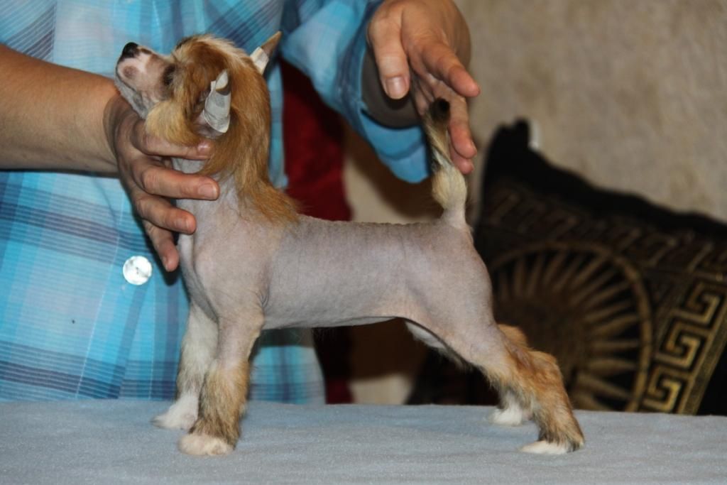 Zheneva-Debjut Tifani