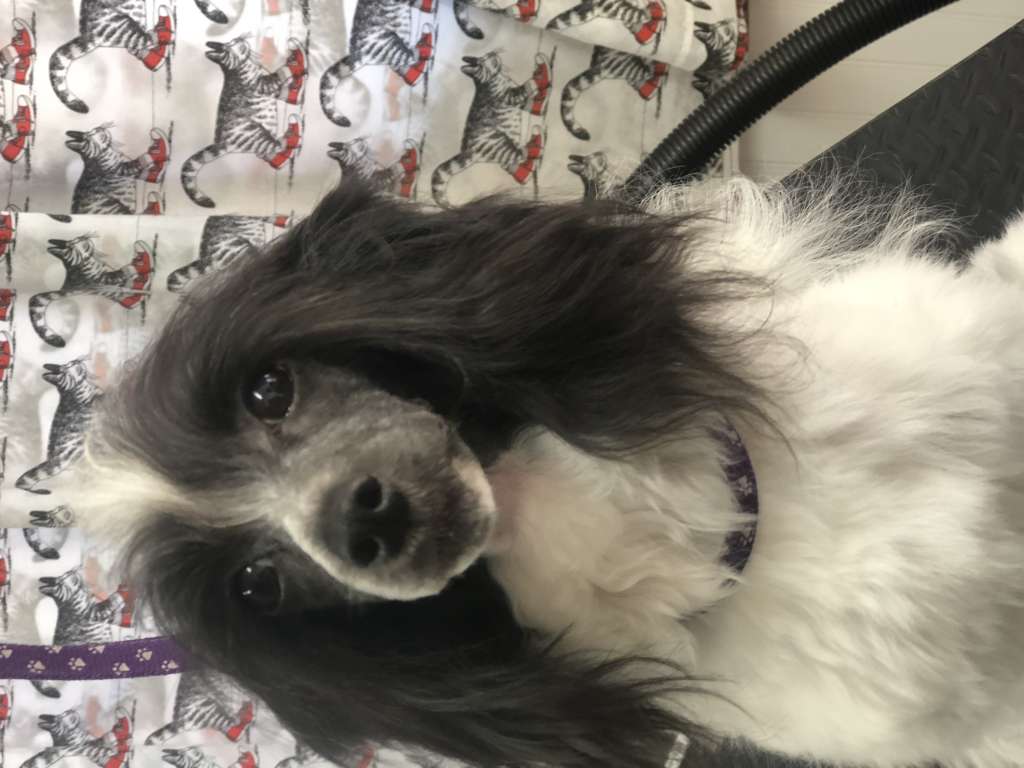 Aradia?sSong of the Stars