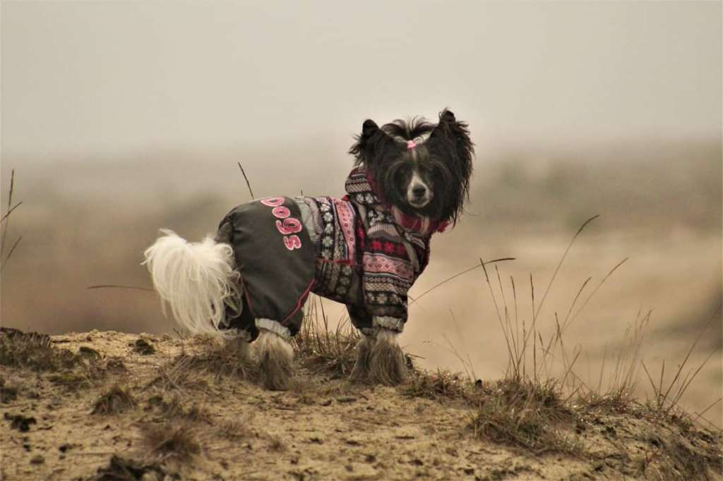 Fortunata Fantazja Fantaluna