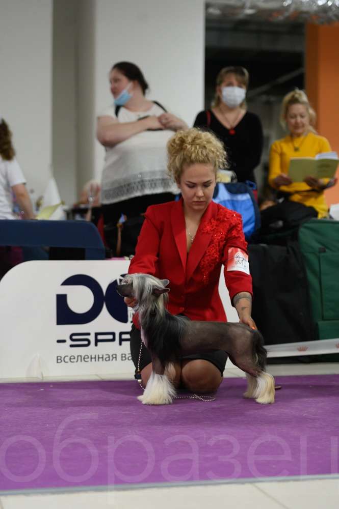 Zheneva Debjut Romaneska