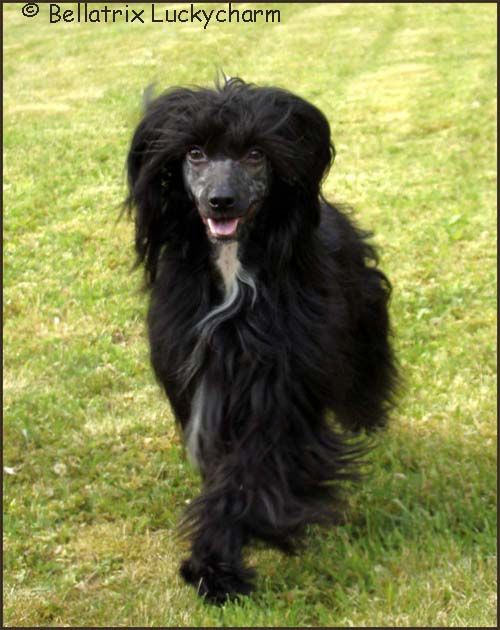 Bellatrix Luckycharm Indus