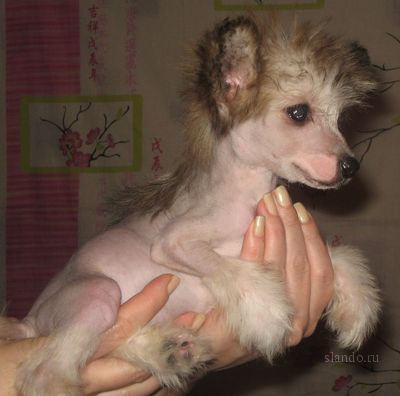 Fancy Style Gercoginia