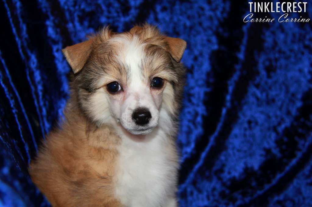 Tinklecrest Corrine Corrina