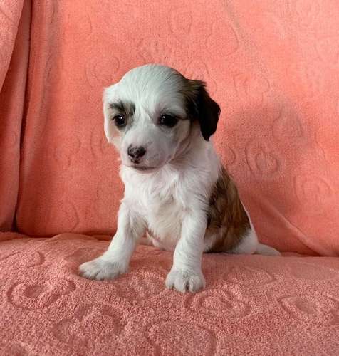 Proud Pony Xciting News