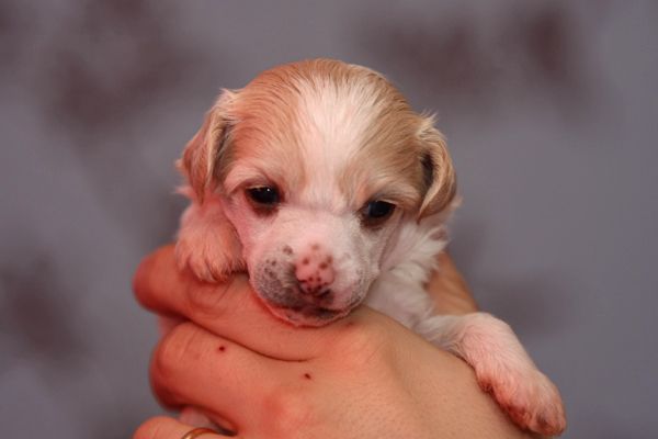 Lunacrest Dough And Dynamite