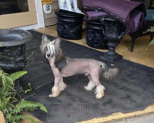 Crowned Lutsk Make A Deal