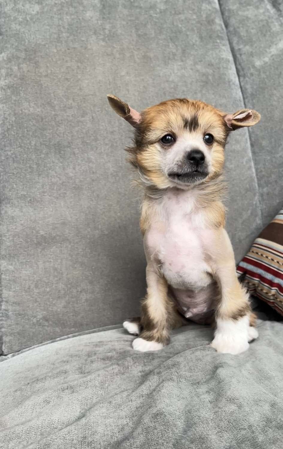 Rolana Family Chupa-Chups