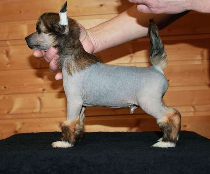 Julius Neva Grand Prix