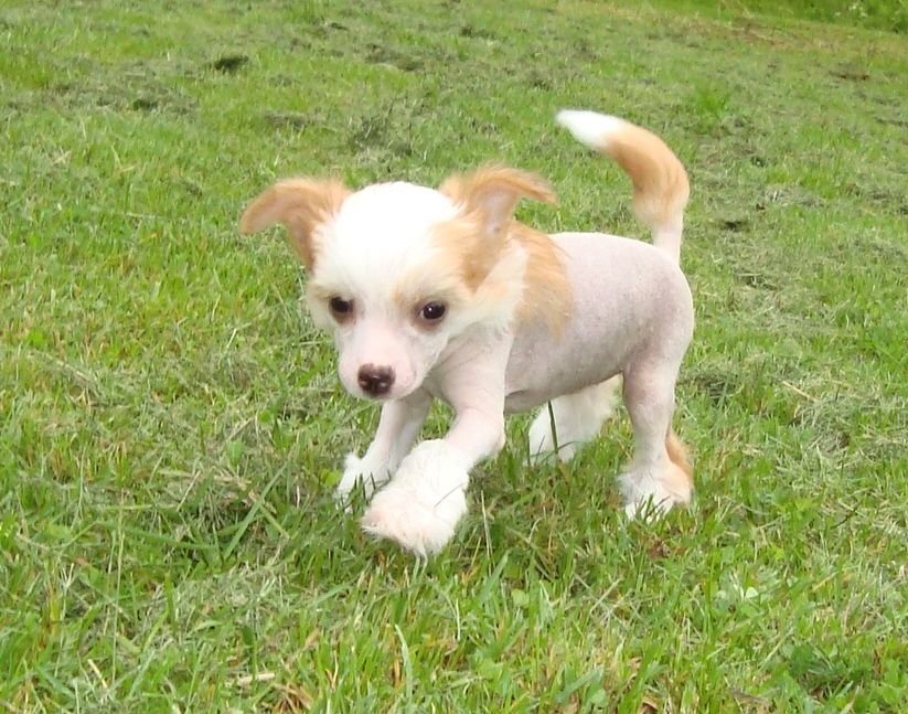 Tasselitens La Dolce vita