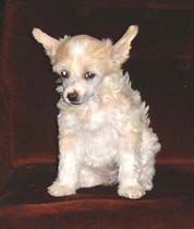 Proud Pony Invincible