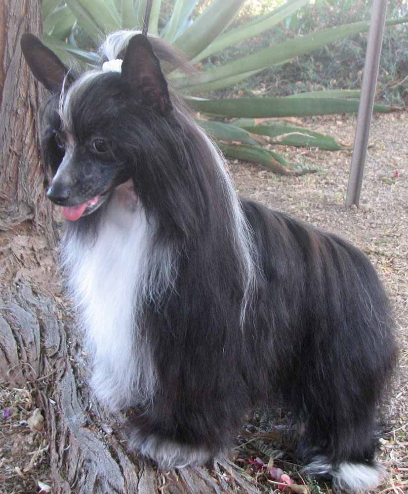 Crest-Vue Take My Lead