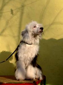 Ulard Idalgo Alvares de Castilia