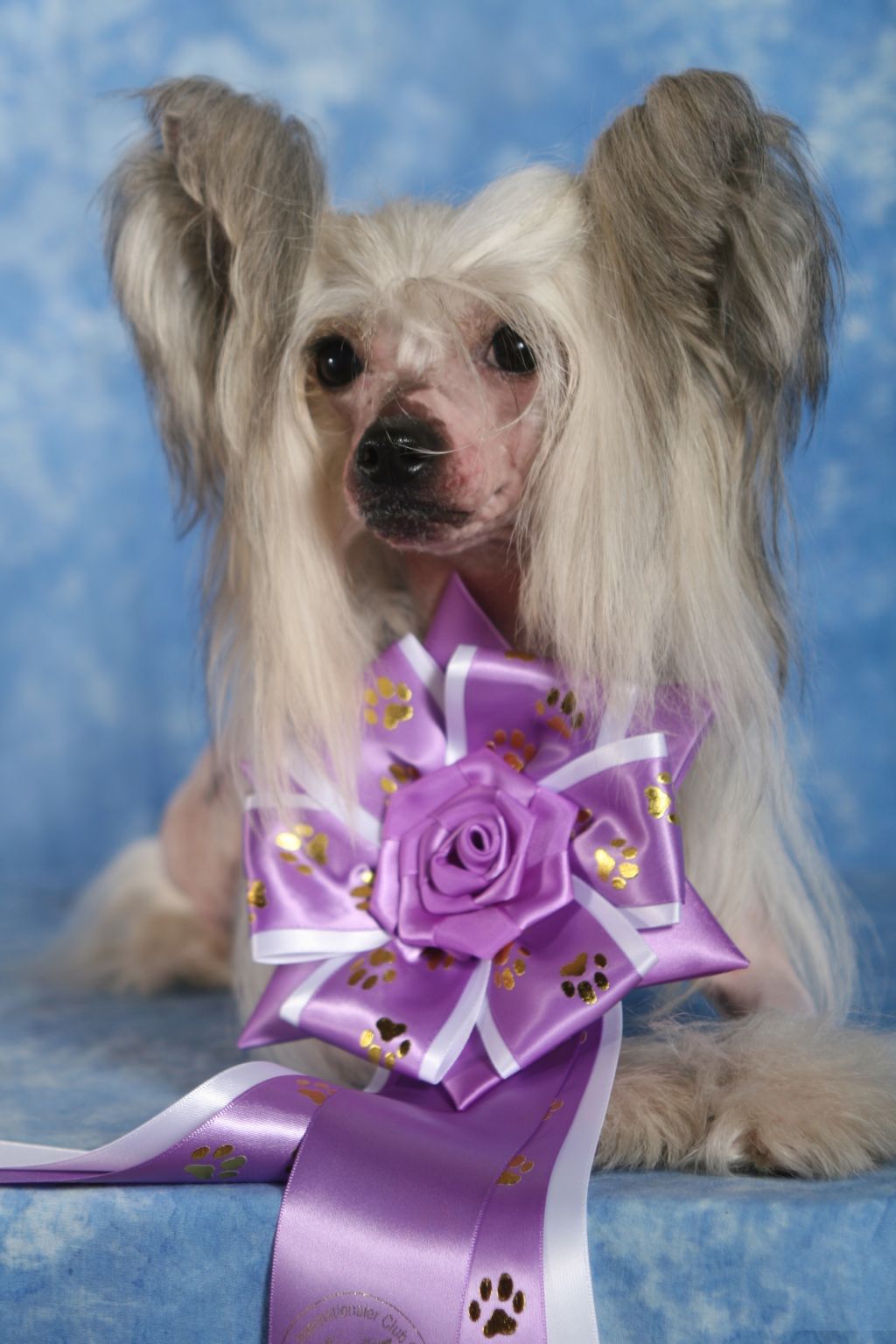 Blanc Beauty Gintaro Magija