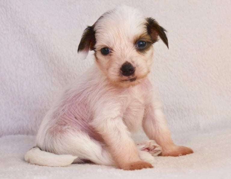 Beyesa's Almond Frost