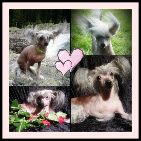 QuiinCharmes AussieMiss Teenypunck