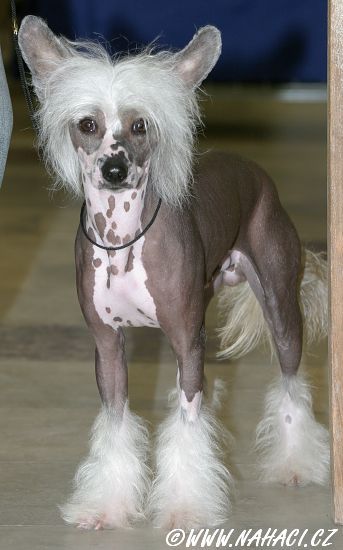 Berny od Zlateho moku