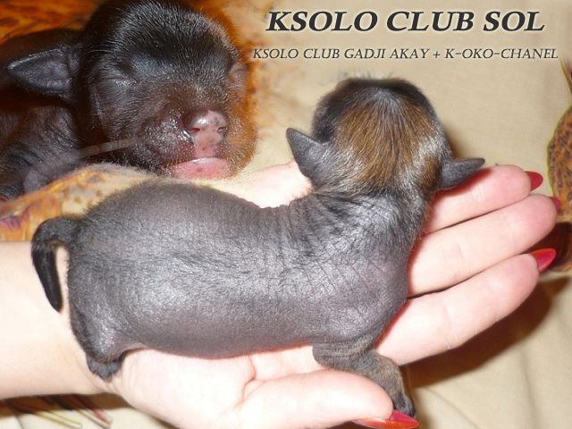 Ksolo Club Sol
