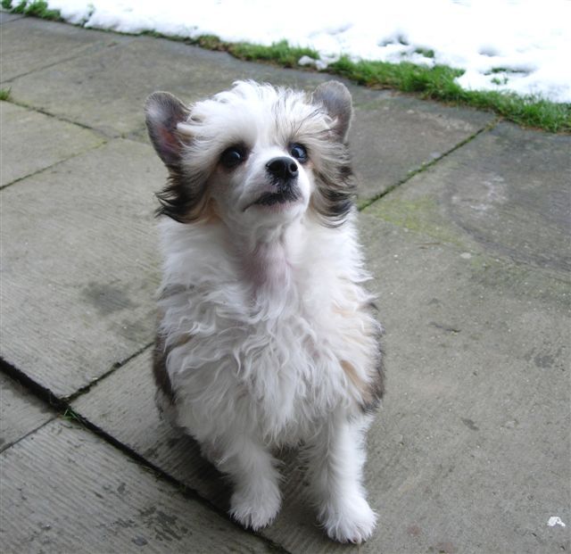 E.Lacy Little Champs